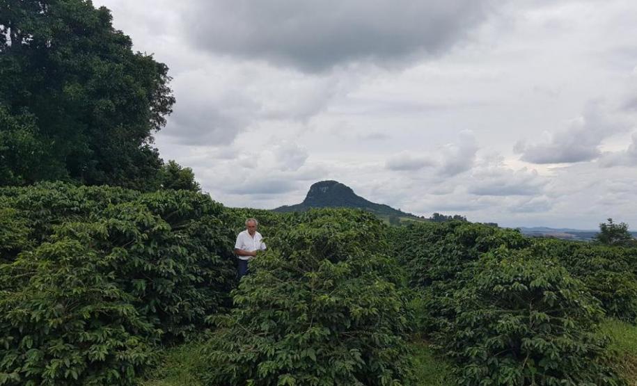 Café especial paranaense é premiado em concurso nacional