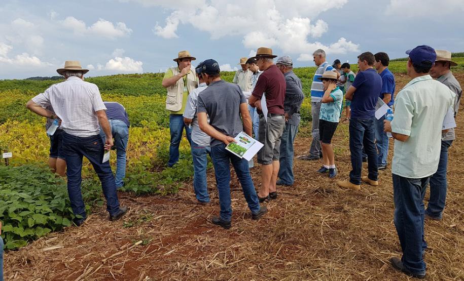 Semana de Campo reúne produtores de feijão e milho
