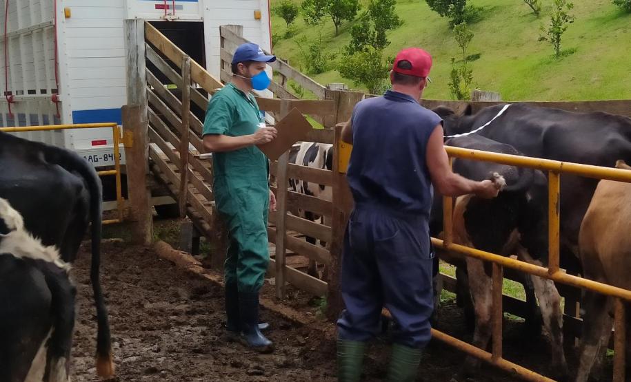 Adapar mantém ritmo para garantir status sanitário e alimentos