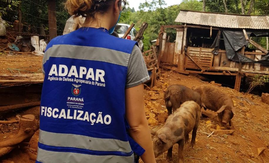 Adapar mantém ritmo para garantir status sanitário e alimentos