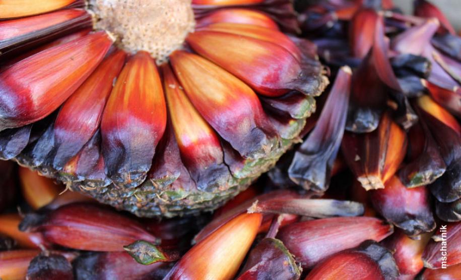 Safra de pinhão será menor no Paraná