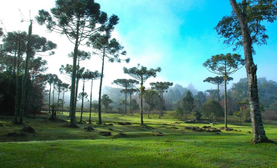 Safra de pinhão será menor no Paraná