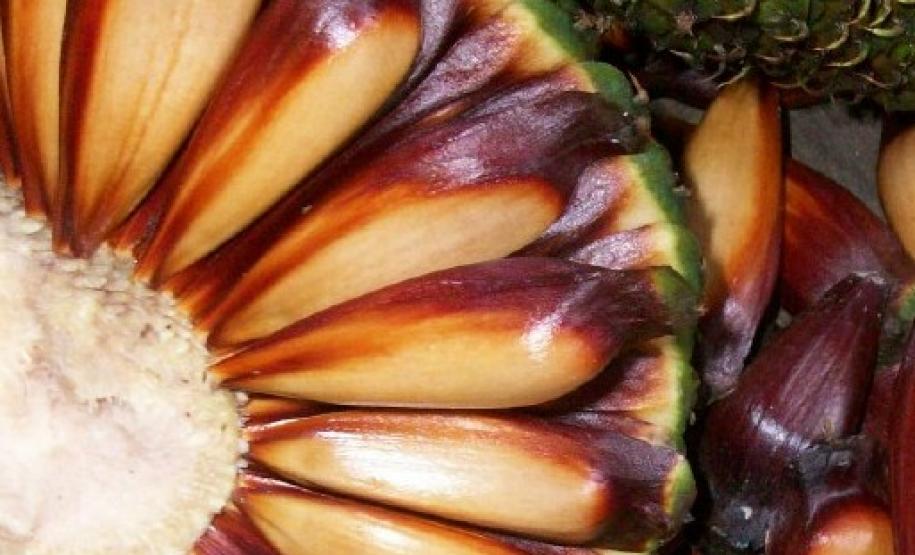 Safra de pinhão será menor no Paraná