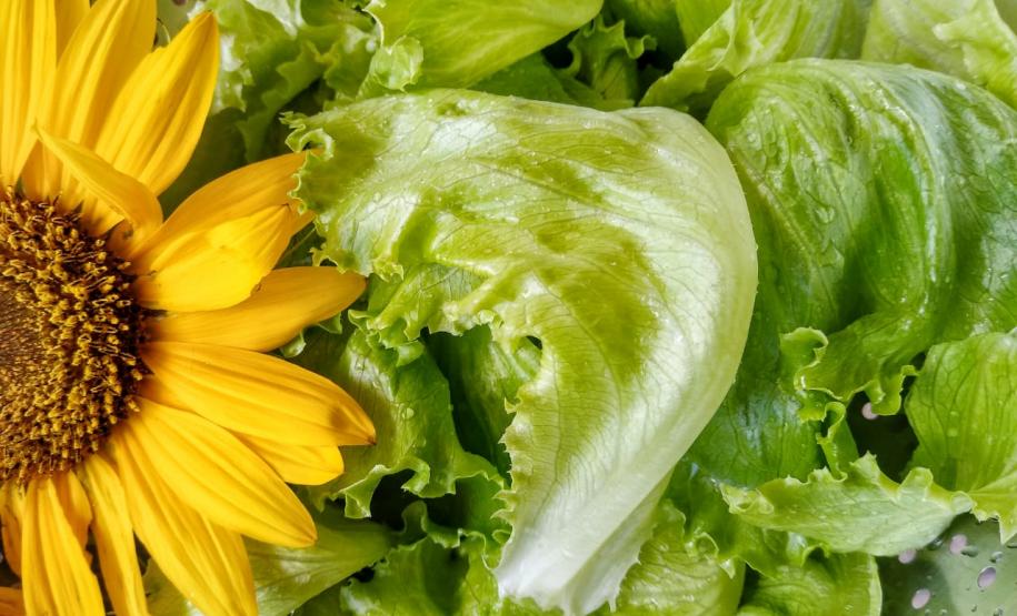 Tecnologia ajuda agricultura familiar a manter a venda de produtos