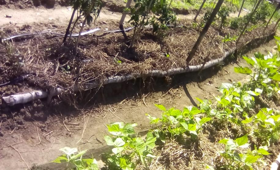 Tecnologia ajuda agricultura familiar a manter a venda de produtos