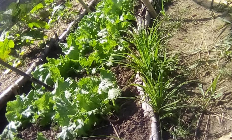 Tecnologia ajuda agricultura familiar a manter a venda de produtos