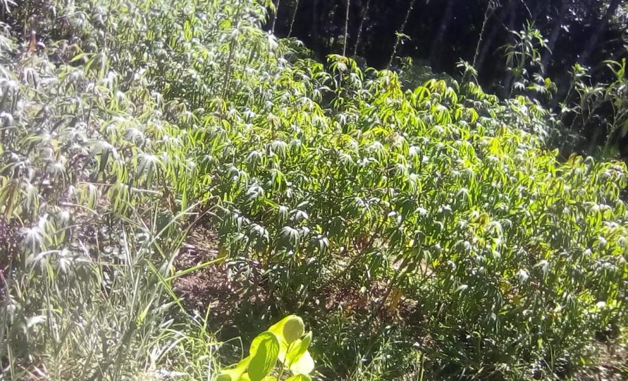 Tecnologia ajuda agricultura familiar a manter a venda de produtos