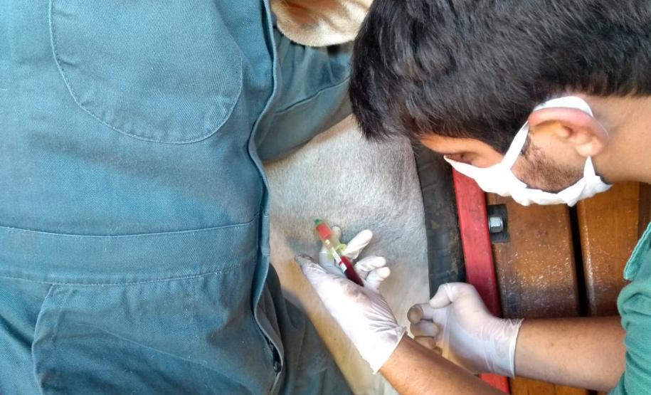 Adapar inicia inquérito epidemiológico da febre aftosa