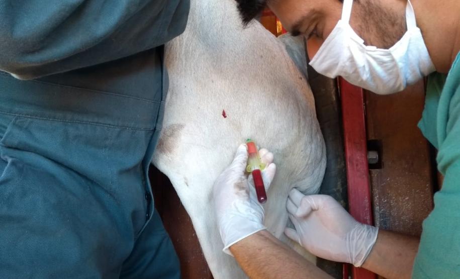 Adapar inicia inquérito epidemiológico da febre aftosa