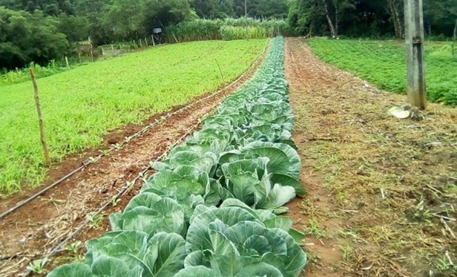 Projeto incrementa cadeia de hortifrútis e aumenta a renda de agricultores