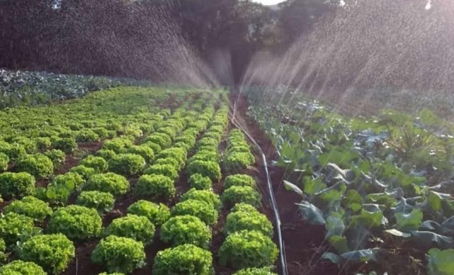 Projeto incrementa cadeia de hortifrútis e aumenta a renda de agricultores