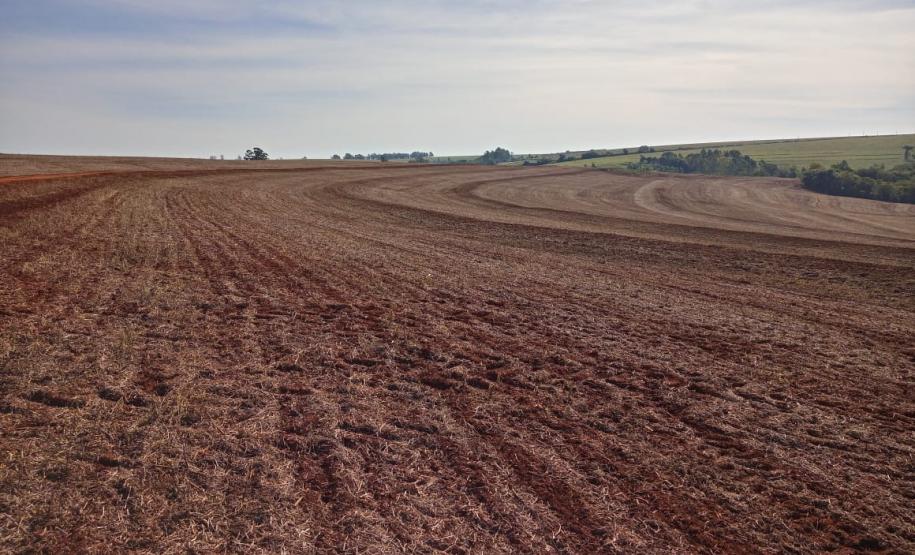 Vazio sanitário da soja começa em 10 de junho