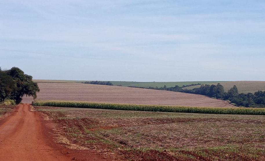 Vazio sanitário da soja começa em 10 de junho
