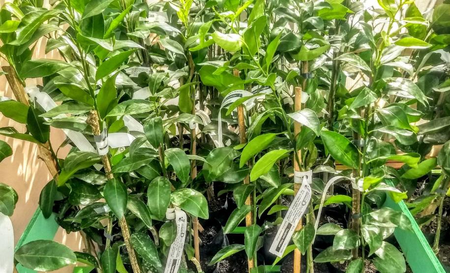 Ações de defesa vegetal garantem segurança alimentar na pandemia