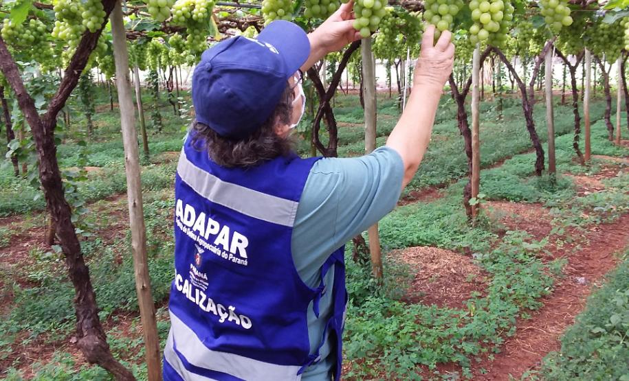 Ações de defesa vegetal garantem segurança alimentar na pandemia
