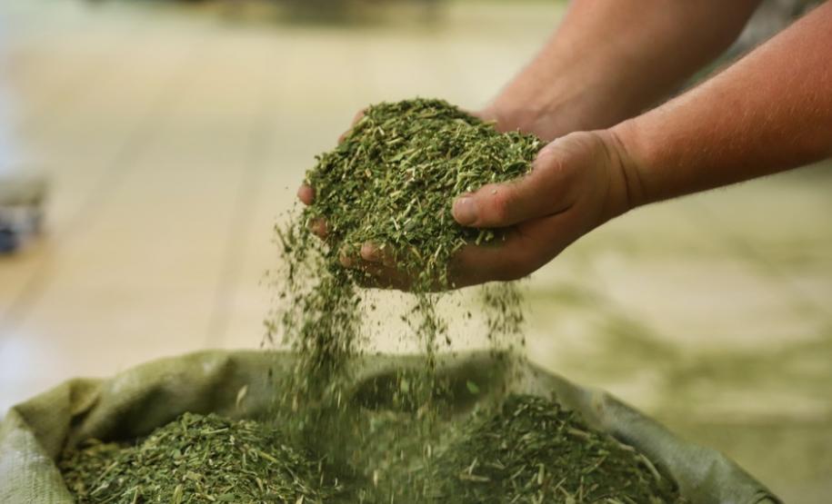 Estado ajuda cooperativa a ampliar exportação de erva-mate