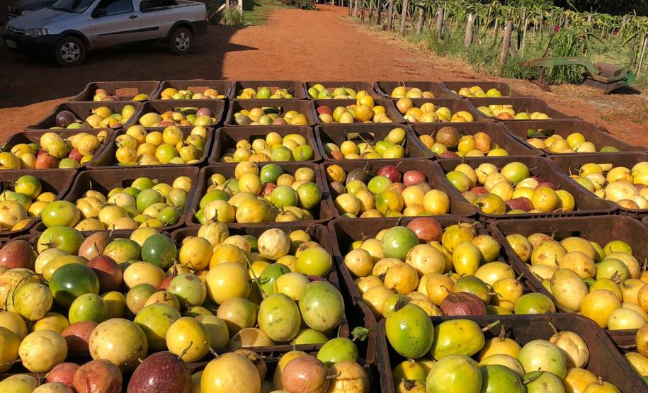Fruticultura do Paraná ganha força com apoio do Estado
