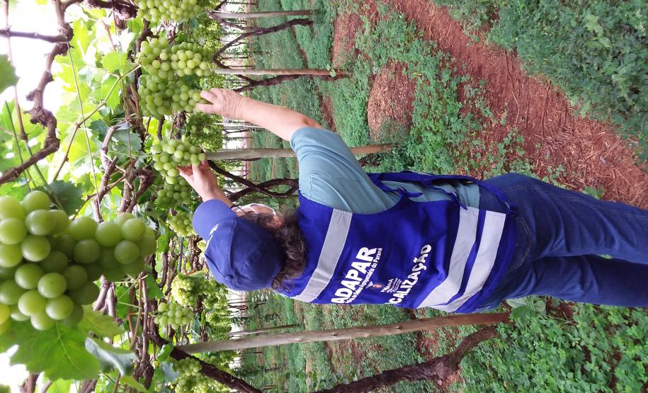 Novos procedimentos qualificam a certificação fitossanitária no Paraná