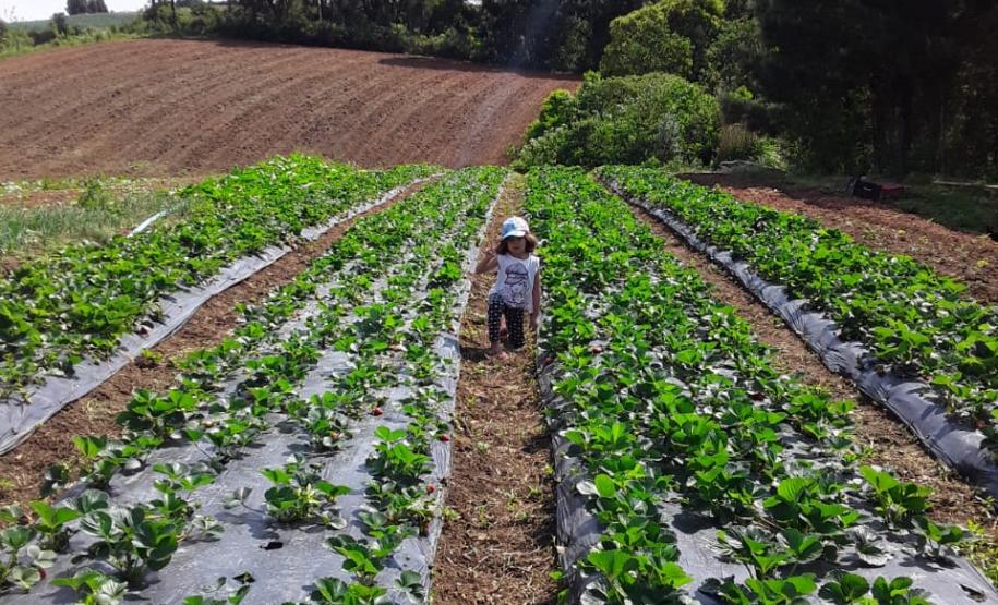 Araucária - Associação de Agricultores Familiares Capoeira Grande