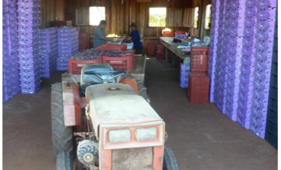 Novos procedimentos qualificam a certificação fitossanitária no Paraná