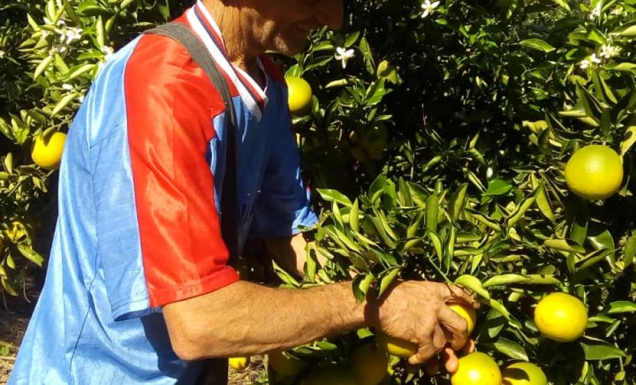 Apucarana e Arapongas - Cras, asilos e hospitais - Cooperativa dos Cafeicultores de Pirapó (Coocapi)