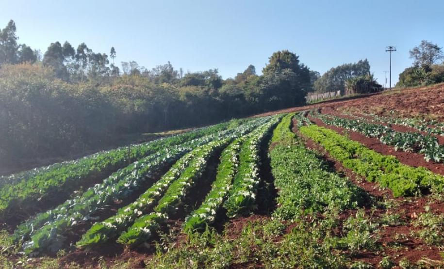 Arapongas e Apucarana - Cras, asilos e hospitais - Cooperativa dos Cafeicultores de Pirapó (Coocapi)