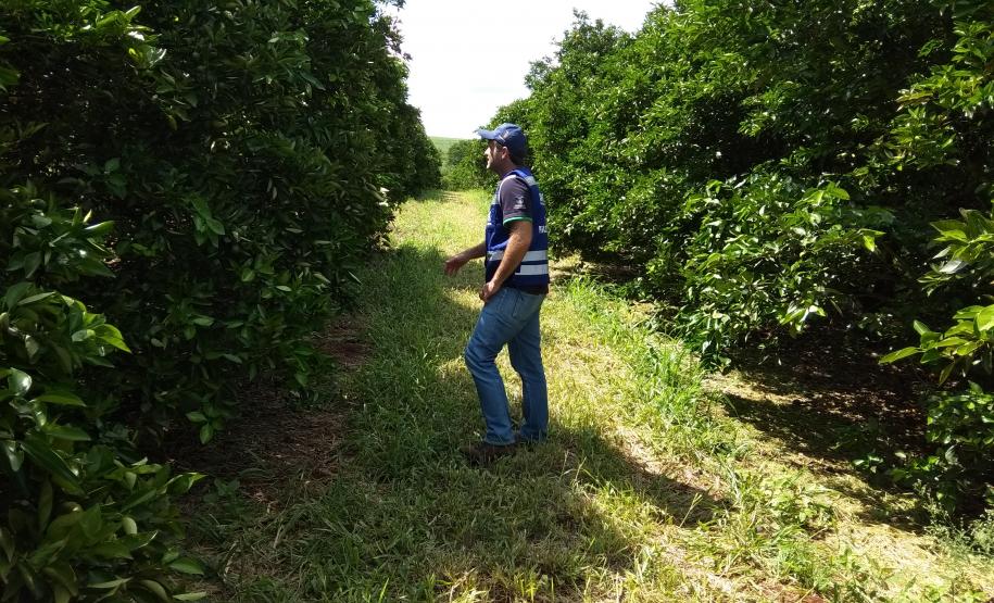 Novos procedimentos qualificam a certificação fitossanitária no Paraná