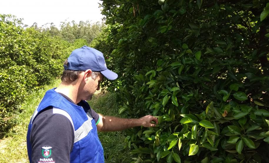Novos procedimentos qualificam a certificação fitossanitária no Paraná