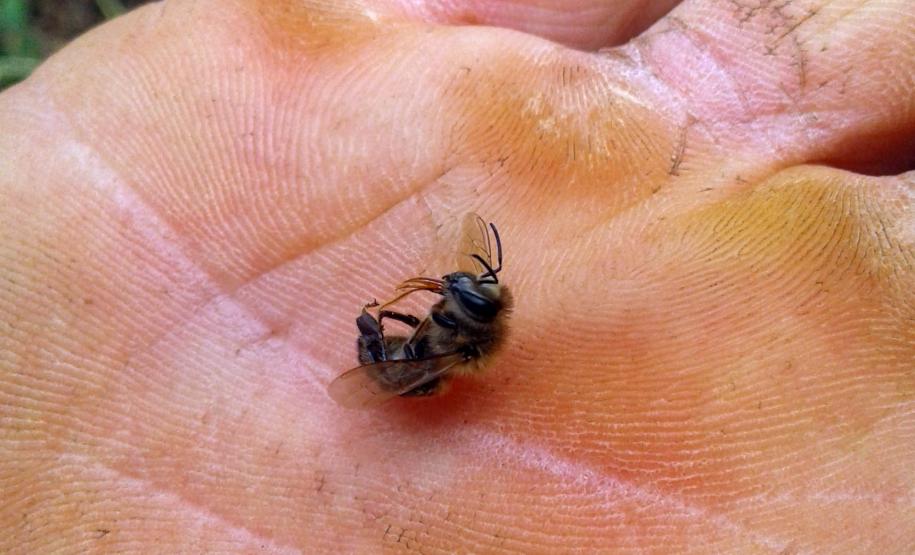 Mau uso de agrotóxico dizima abelhas de 40 caixas em Turvo