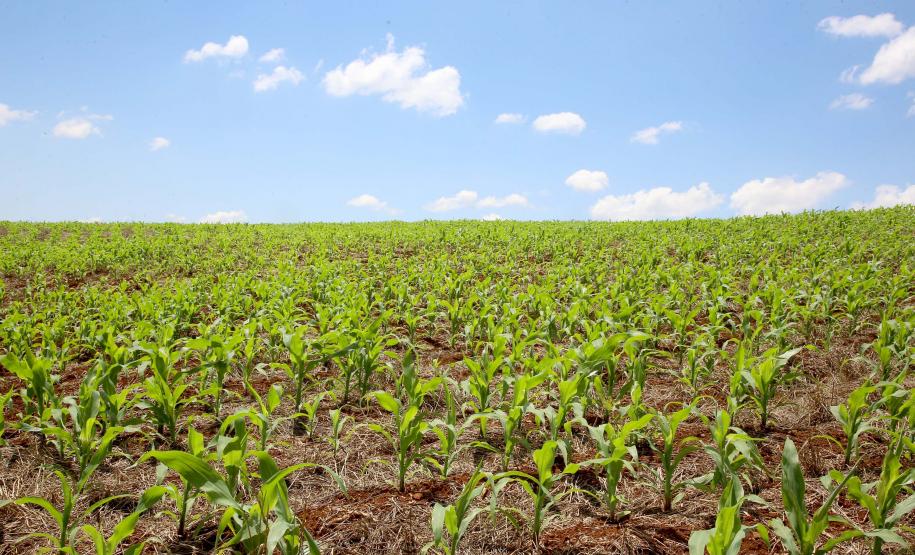 Aplicativo agiliza controle de doenças na lavoura de milho