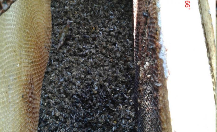 Mau uso de agrotóxico dizima abelhas de 40 caixas em Turvo