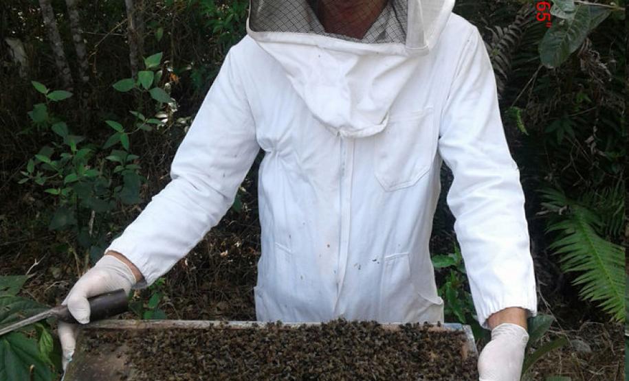 Mau uso de agrotóxico dizima abelhas de 40 caixas em Turvo