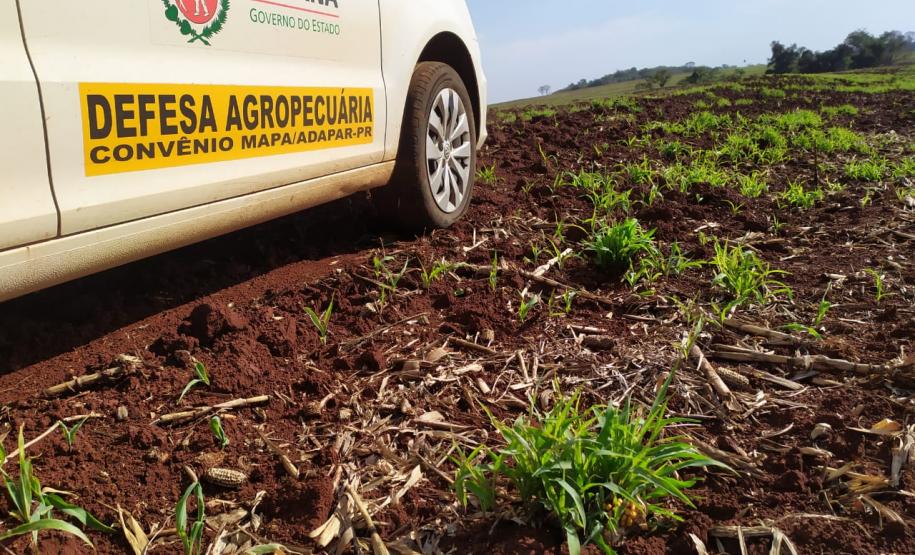 Aplicativo agiliza controle de doenças na lavoura de milho