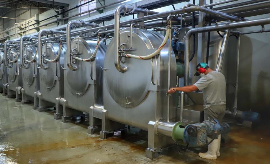 Indústria paranaense produz 70% da fécula de mandioca do País