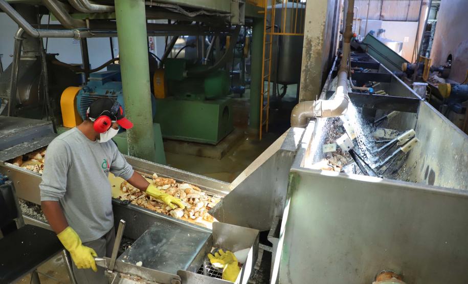 Indústria paranaense produz 70% da fécula de mandioca do País