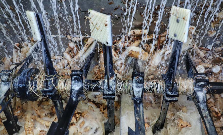 Indústria paranaense produz 70% da fécula de mandioca do País