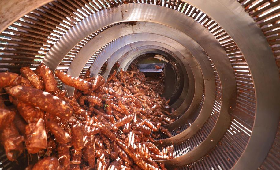 Indústria paranaense produz 70% da fécula de mandioca do País