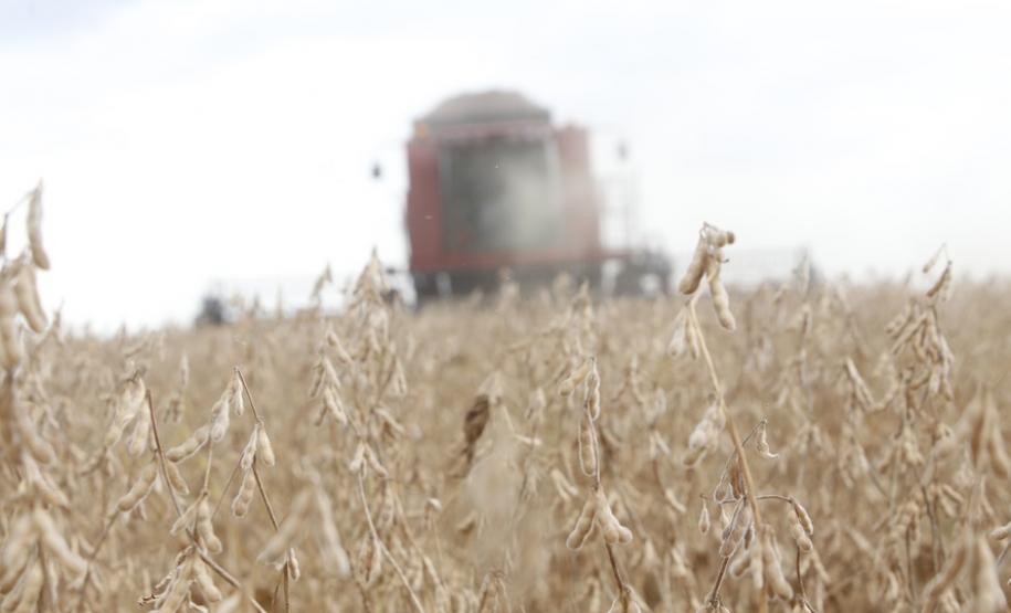 Soja ocupa um quarto do território estadual e é exportada para mais de 20 países