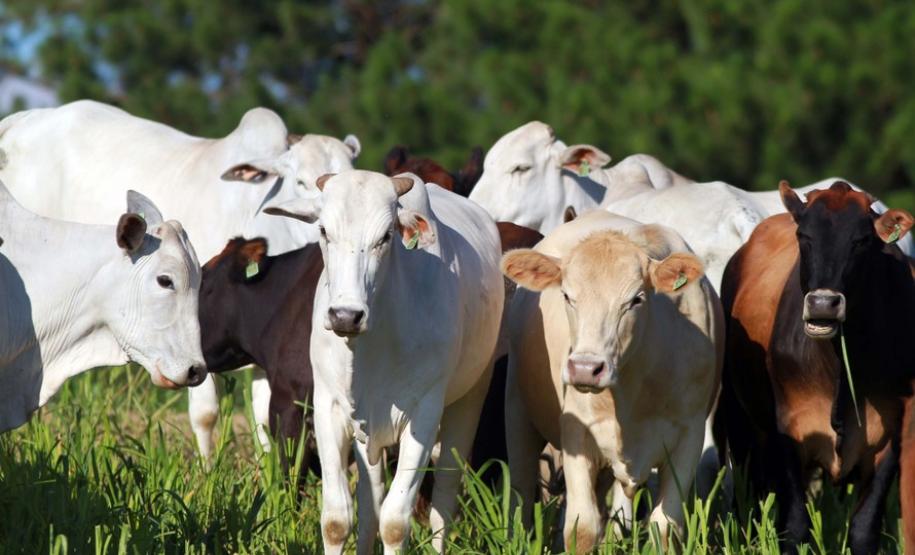 Começa neste sábado a campanha de atualização dos rebanhos no Paraná
