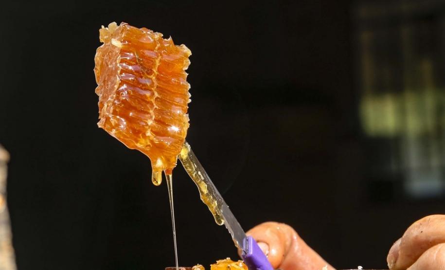 Puxado por Ortigueira, Paraná alcança a liderança na produção de mel