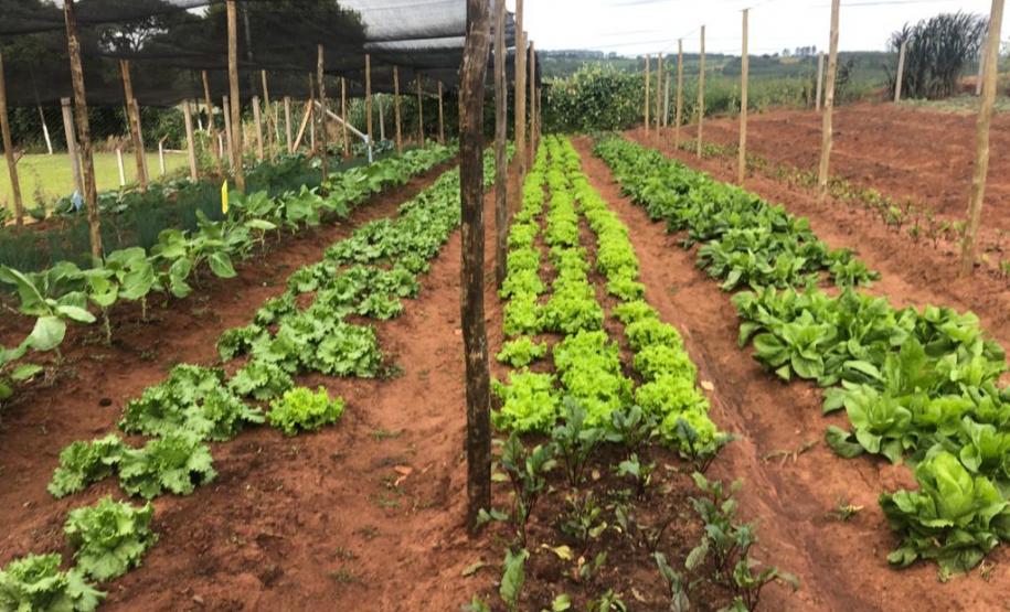 Moradores de Araruna ganham primeira Horta Comunitária