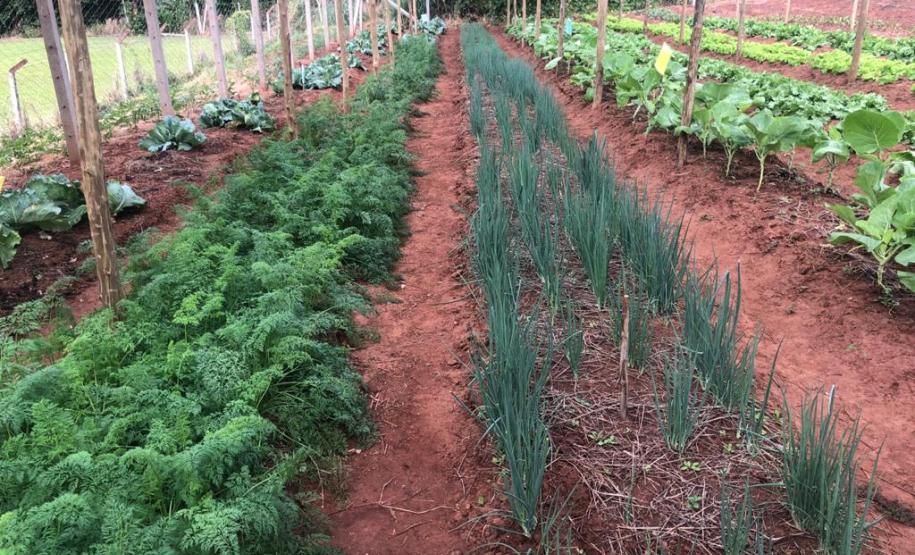 Moradores de Araruna ganham primeira Horta Comunitária