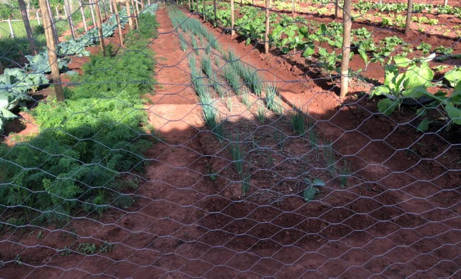 Moradores de Araruna ganham primeira Horta Comunitária