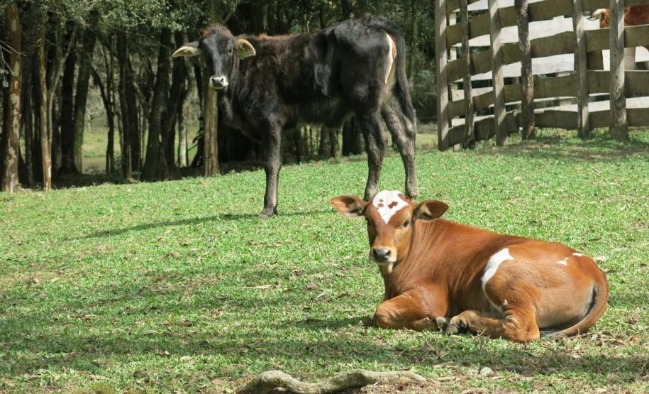 Começa neste sábado a campanha de atualização dos rebanhos no Paraná