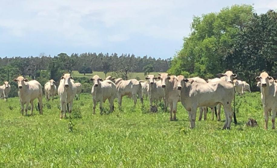 Começa neste sábado a campanha de atualização dos rebanhos no Paraná