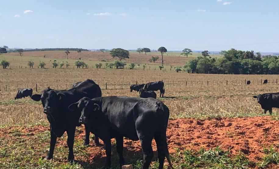 Começa neste sábado a campanha de atualização dos rebanhos no Paraná