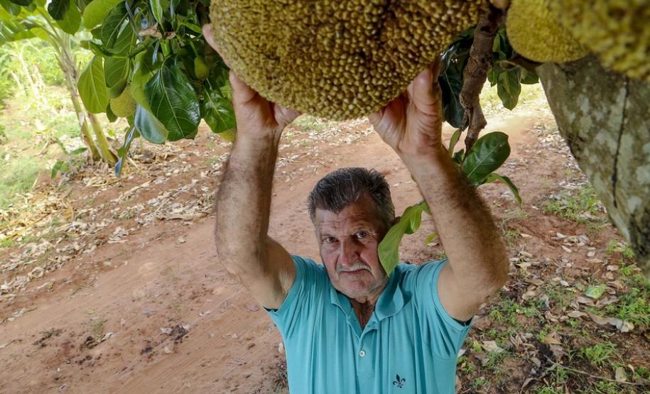 Alternativa para alimentação, jaca ganha espaço no agronegócio paranaense