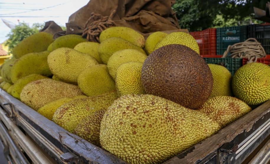 Alternativa para alimentação, jaca ganha espaço no agronegócio paranaense