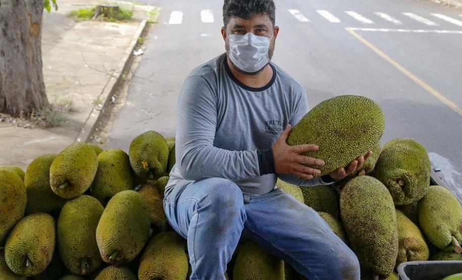 Alternativa para alimentação, jaca ganha espaço no agronegócio paranaense