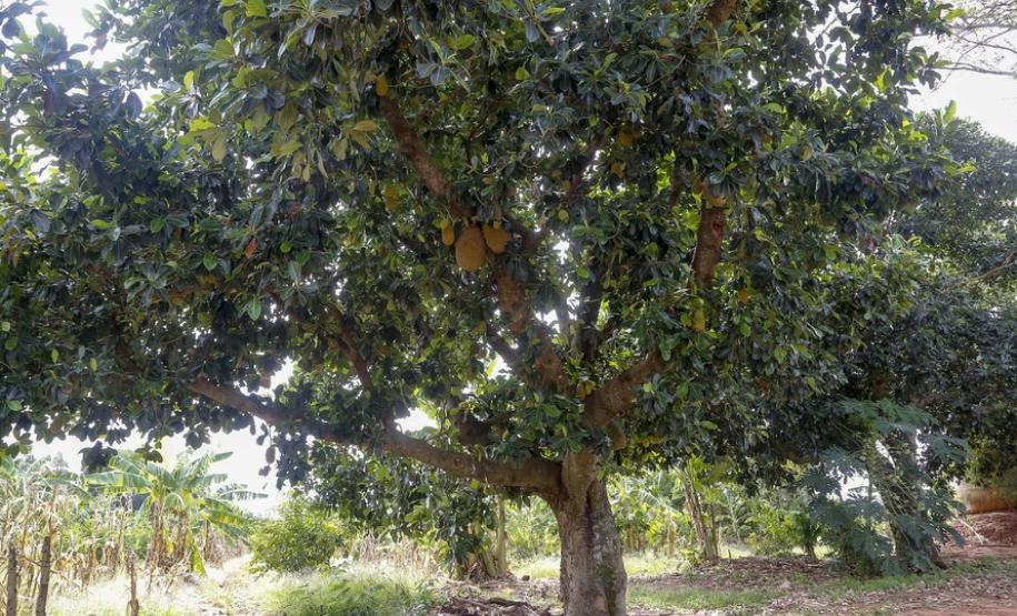 Alternativa para alimentação, jaca ganha espaço no agronegócio paranaense